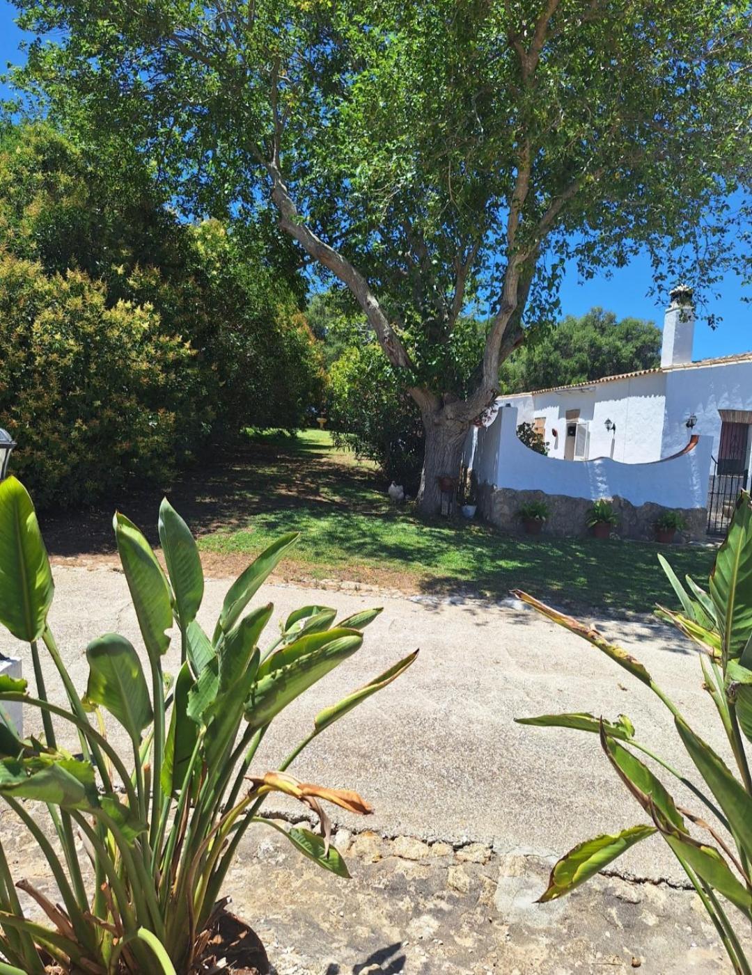Casa Rural El Nino Santamaria , Con Piscina Y Wifi Vejer de la Frontera Eksteriør billede